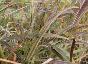 Ozdobnice čínská 'Africa' - Miscanthus sinensis 'Africa'