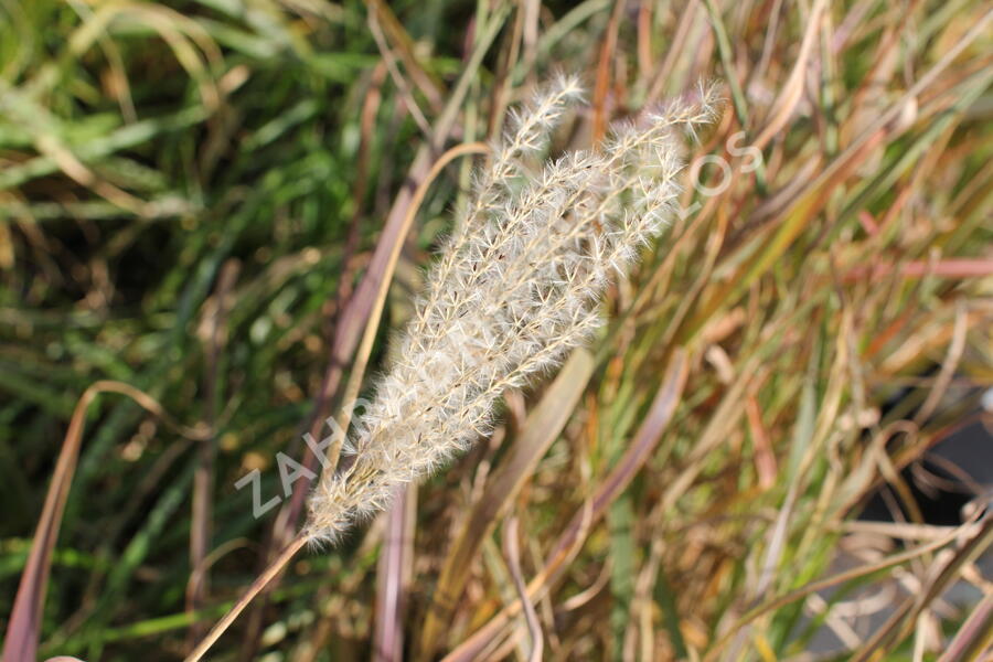 Ozdobnice čínská 'Africa' - Miscanthus sinensis 'Africa'