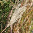 Ozdobnice čínská 'Africa' - Miscanthus sinensis 'Africa'