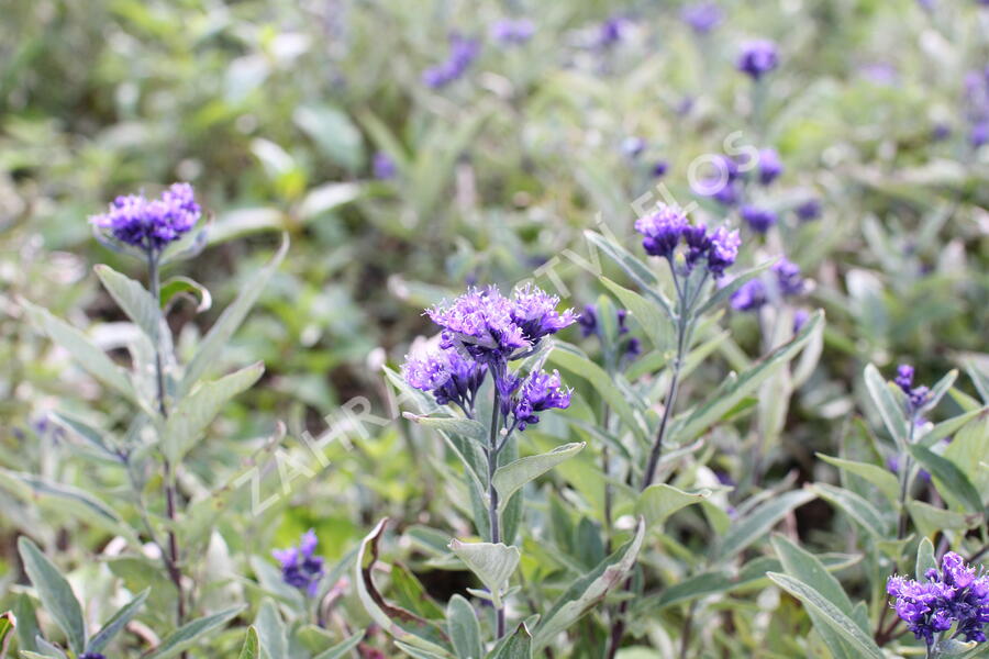 Ořechokřídlec clandonský 'Camara Compact Blue' - Caryopteris clandonensis 'Camara Compact Blue'