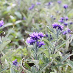 Ořechokřídlec clandonský 'Camara Compact Blue' - Caryopteris clandonensis 'Camara Compact Blue'