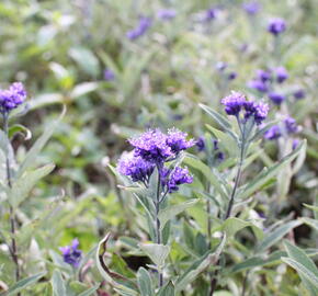 Ořechokřídlec clandonský 'Camara Compact Blue' - Caryopteris clandonensis 'Camara Compact Blue'