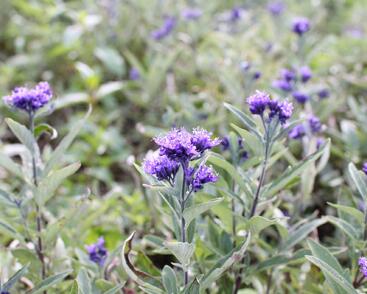 Ořechokřídlec clandonský 'Camara Compact Blue'