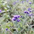 orechokridlec-clandonsky-camara-compact-blue.jpg