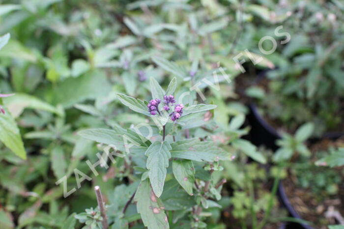 Ořechokřídlec clandonský 'Camara Pink' - Caryopteris clandonensis 'Camara Pink'