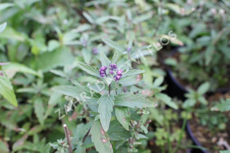 Ořechokřídlec clandonský 'Camara Pink' - Caryopteris clandonensis 'Camara Pink'