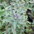 Ořechokřídlec clandonský 'Camara Pink' - Caryopteris clandonensis 'Camara Pink'