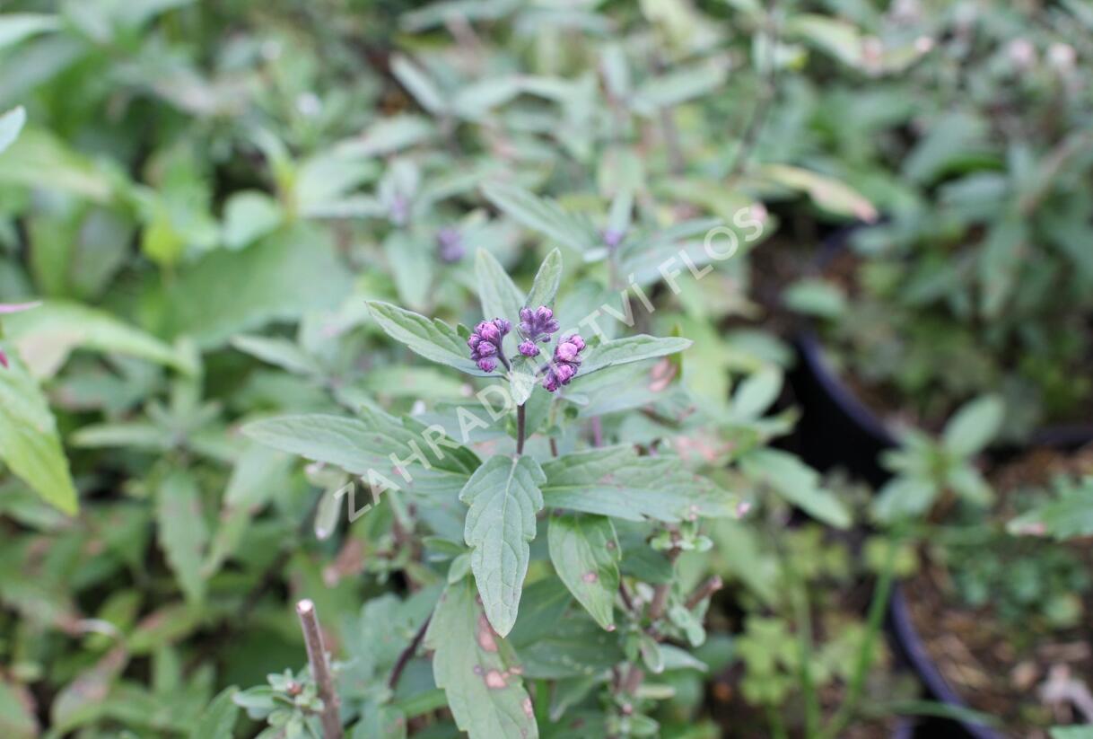 Ořechokřídlec clandonský 'Camara Pink' - Caryopteris clandonensis 'Camara Pink'