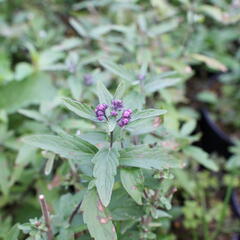 Ořechokřídlec clandonský 'Camara Pink' - Caryopteris clandonensis 'Camara Pink'