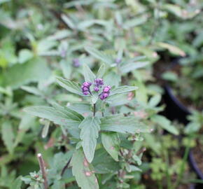 Ořechokřídlec clandonský 'Camara Pink' - Caryopteris clandonensis 'Camara Pink'