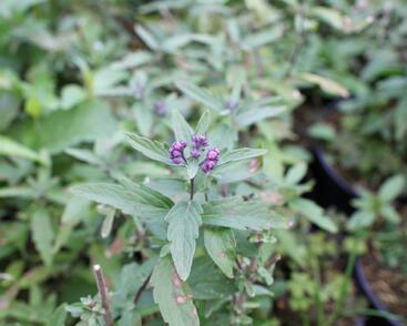 Ořechokřídlec clandonský 'Camara Pink'
