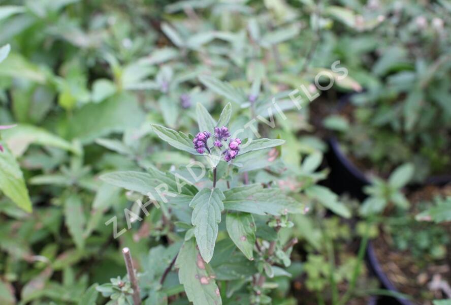 Ořechokřídlec clandonský 'Camara Pink' - Caryopteris clandonensis 'Camara Pink'