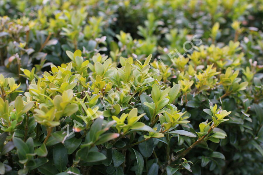 Zimostráz obecný - Buxus sempervirens