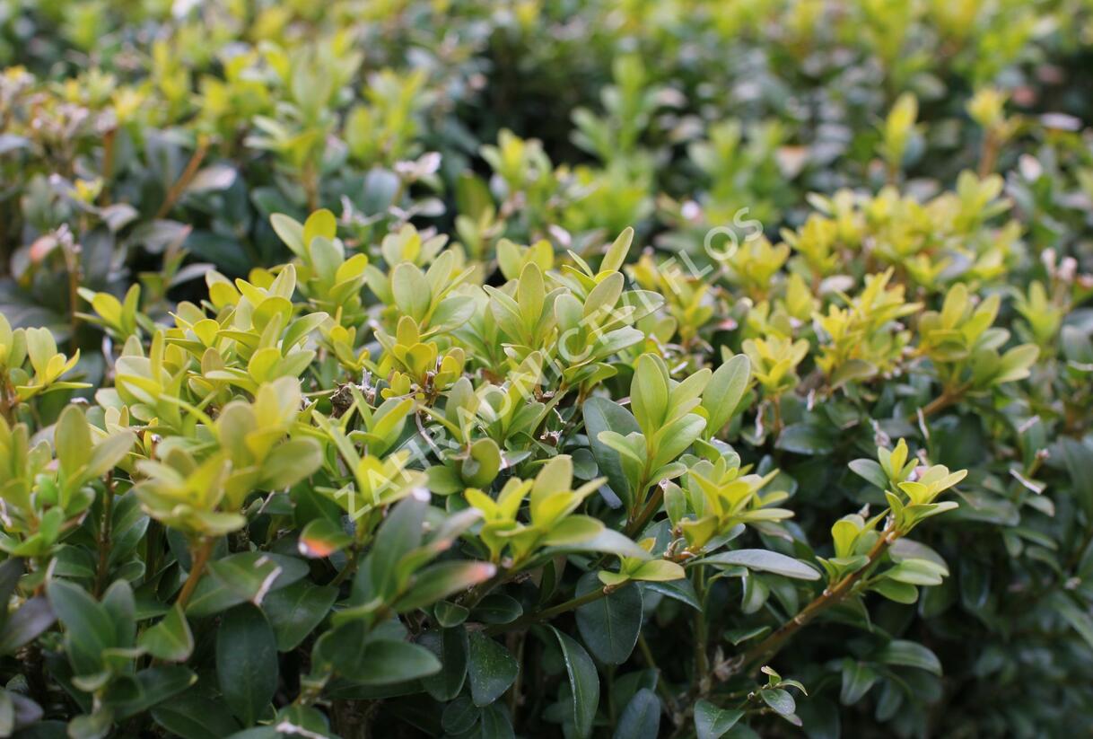 Zimostráz obecný - Buxus sempervirens