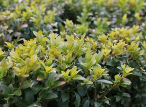 Zimostráz obecný - Buxus sempervirens