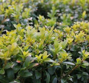 Zimostráz obecný - Buxus sempervirens