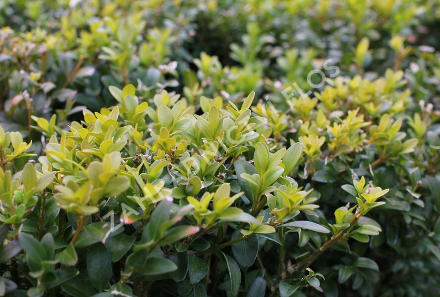 Zimostráz obecný - Buxus sempervirens