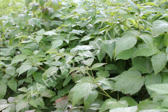 Maliník 'Summer Lovers Garden Purple' - Rubus idaeus 'Summer Lovers Garden Purple'