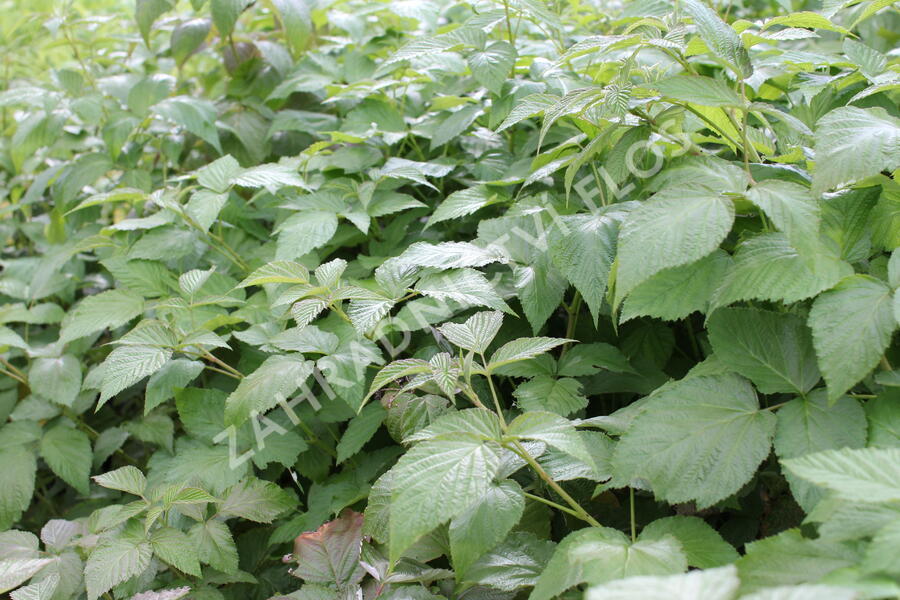 Maliník 'Summer Lovers Garden Purple' - Rubus idaeus 'Summer Lovers Garden Purple'