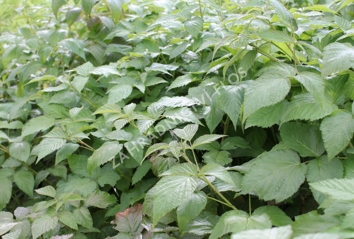 Maliník velkoplodý 'Summer Lovers Garden Purple' - Rubus idaeus 'Summer Lovers Garden Purple'