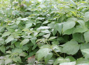 Maliník velkoplodý 'Summer Lovers Garden Purple' - Rubus idaeus 'Summer Lovers Garden Purple'