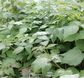 Maliník 'Summer Lovers Garden Purple' - Rubus idaeus 'Summer Lovers Garden Purple'