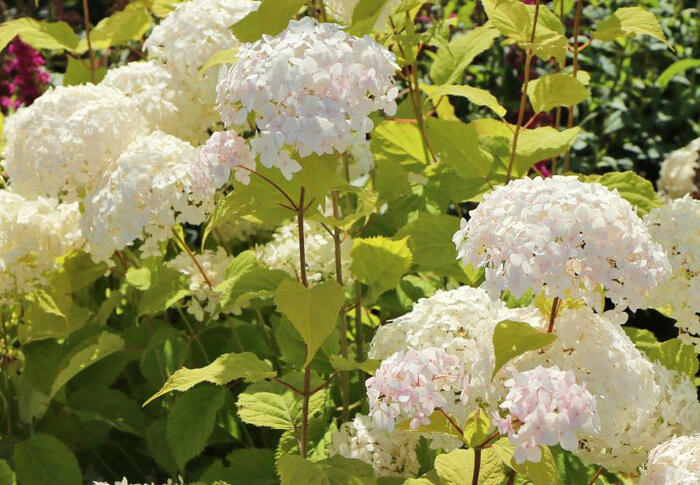 Hortenzie stromečkovitá 'Candybelle Marshmellow' - Hydrangea arborescens 'Candybelle Marshmellow'