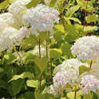 Hortenzie stromečkovitá 'Candybelle Marshmellow' - Hydrangea arborescens 'Candybelle Marshmellow'