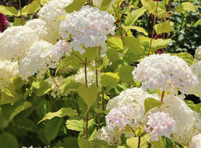 Hortenzie stromečkovitá 'Candybelle Marshmellow' - Hydrangea arborescens 'Candybelle Marshmellow'
