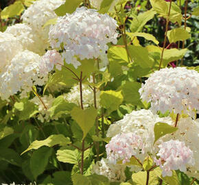 Hortenzie stromečkovitá 'Candybelle Marshmellow' - Hydrangea arborescens 'Candybelle Marshmellow'