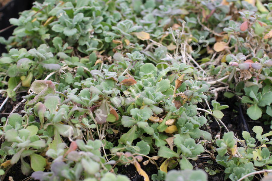 Huseník kavkazský 'Compacta Schneehaube' - Arabis caucasica 'Compacta Schneehaube'