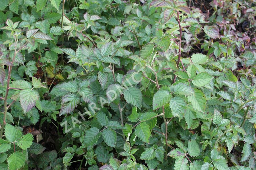Ostružiník 'Coolaris Garden' - Rubus fruticosus 'Coolaris Garden'
