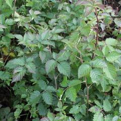 Ostružiník 'Coolaris Garden' - Rubus fruticosus 'Coolaris Garden'
