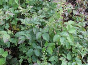 Ostružiník beztrnný 'Coolaris Garden Black' - Rubus fruticosus 'Coolaris Garden Black'