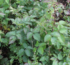 Ostružiník 'Coolaris Garden Black' - Rubus fruticosus 'Coolaris Garden Black'