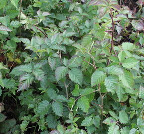 Ostružiník 'Coolaris Garden' - Rubus fruticosus 'Coolaris Garden'