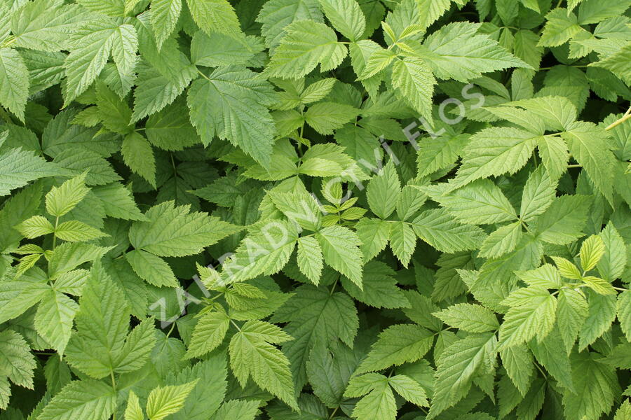 Maliník 'Summer Lovers Garden Golden' - Rubus idaeus 'Summer Lovers Garden Golden'