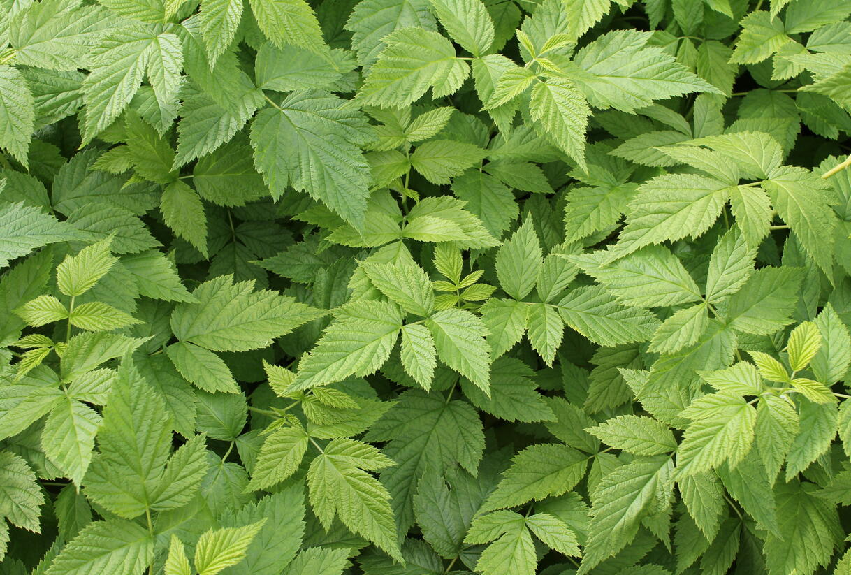 Maliník velkoplodý 'Summer Lovers Garden Golden' - Rubus idaeus 'Summer Lovers Garden Golden'