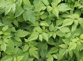 Maliník velkoplodý 'Summer Lovers Garden Golden' - Rubus idaeus 'Summer Lovers Garden Golden'