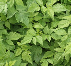 Maliník 'Summer Lovers Garden Golden' - Rubus idaeus 'Summer Lovers Garden Golden'