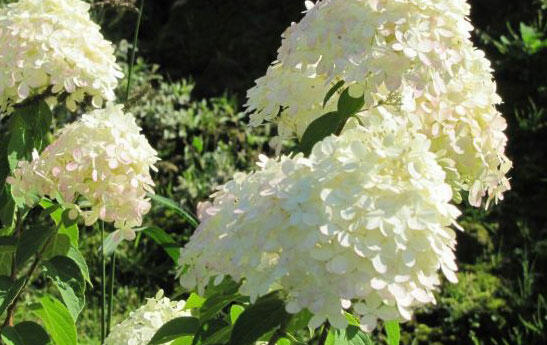 Hortenzie latnatá 'Mega Pearl' - Hydrangea paniculata 'Mega Pearl'