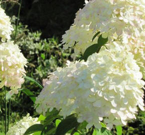 Hortenzie latnatá 'Mega Pearl' - Hydrangea paniculata 'Mega Pearl'