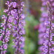 Šalvěj 'Serenada' - Salvia nemorosa 'Serenada'