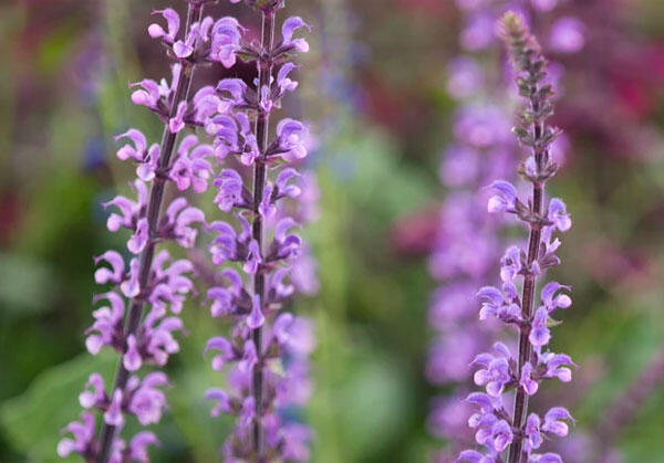 Šalvěj hajní 'Serenade' - Salvia nemorosa 'Serenade'