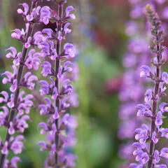 Šalvěj 'Serenada' - Salvia nemorosa 'Serenada'