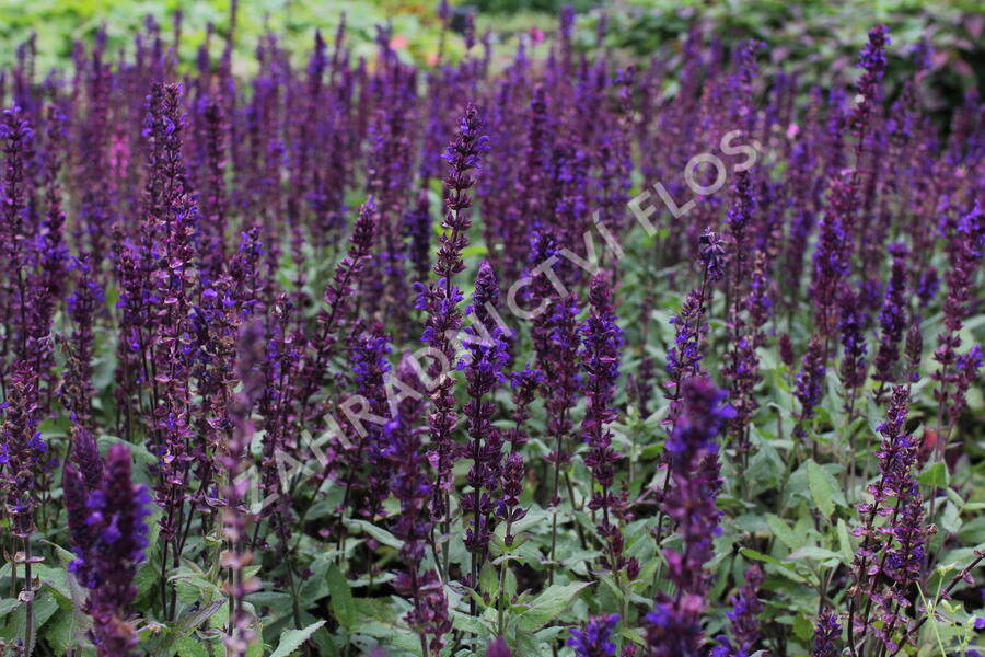 Šalvěj nádherná 'Salvatore' - Salvia superba 'Salvatore'