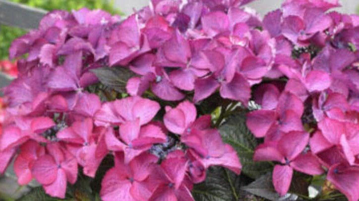 Hortenzie velkolistá 'Dark Angel Blue'® - Hydrangea macrophylla 'Dark Angel Blue'®