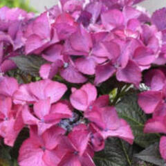 Hortenzie velkolistá 'Dark Angel'® - Hydrangea macrophylla 'Dark Angel Blue'®