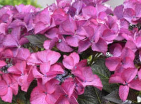 Hortenzie velkolistá 'Dark Angel Blue'® - Hydrangea macrophylla 'Dark Angel Blue'®