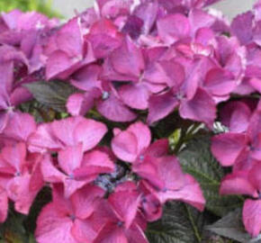 Hortenzie velkolistá 'Dark Angel Blue'® - Hydrangea macrophylla 'Dark Angel Blue'®